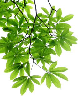 leaf